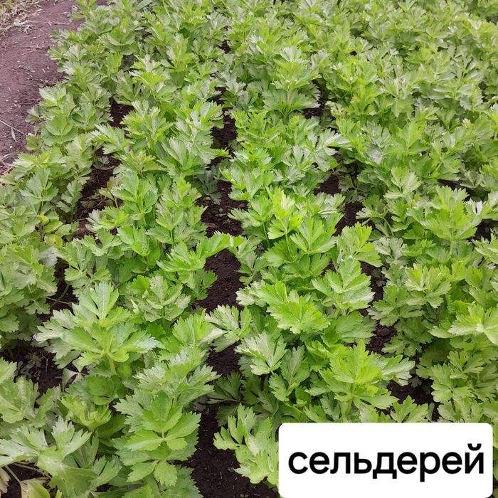 продам базилик и сельдерей