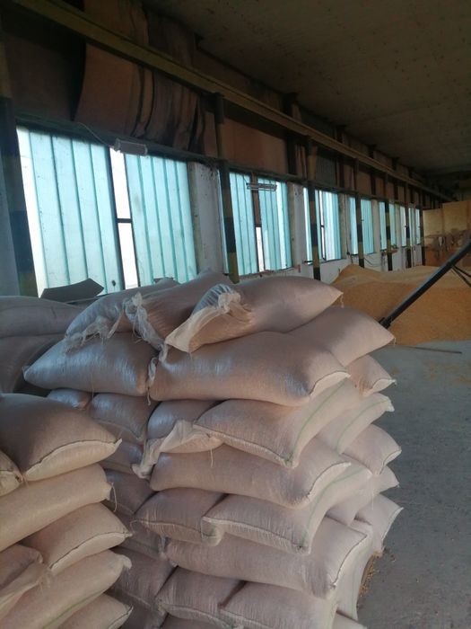 Porumb, graunte uscate