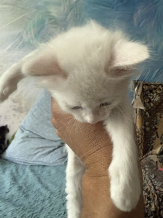 Подам котят Турецкой Ангоры