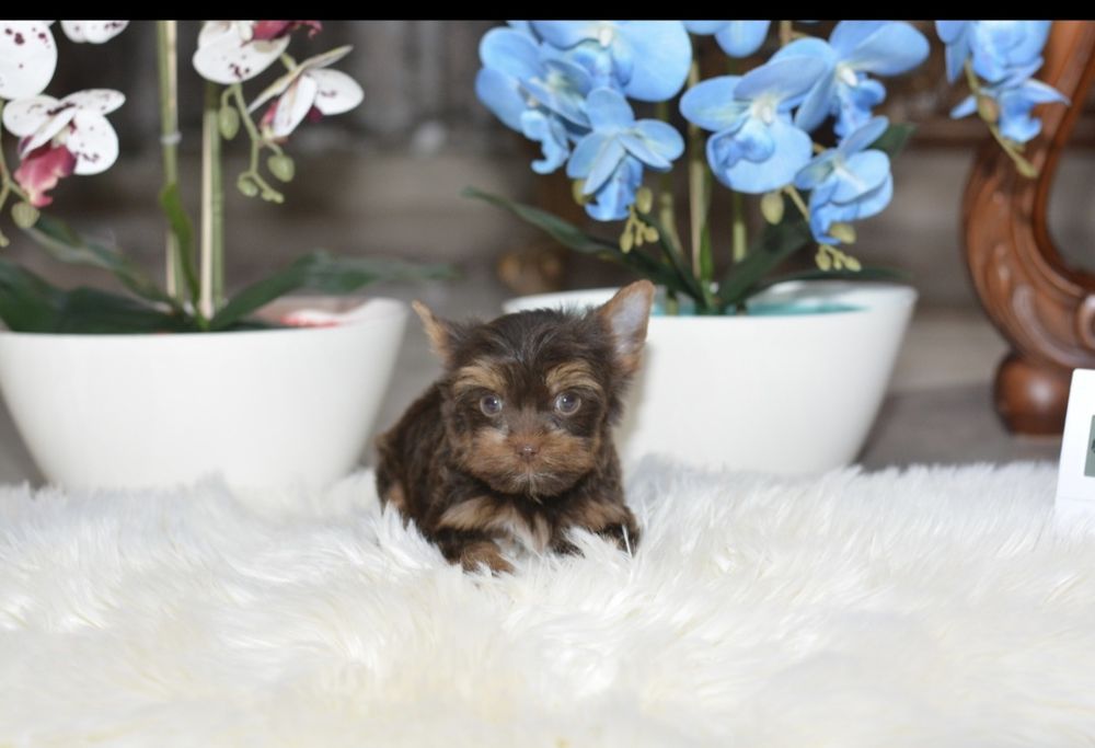 Yorkshire terrier