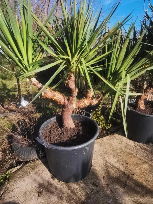 Палма юка външна студоустойчива