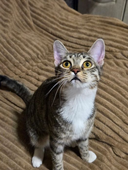 Котята-подростки в добрые руки