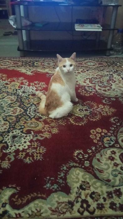 Замечательный котенок Василий, 1,5 года.