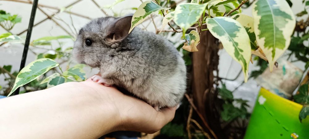 Экзотический зверёк шиншилла