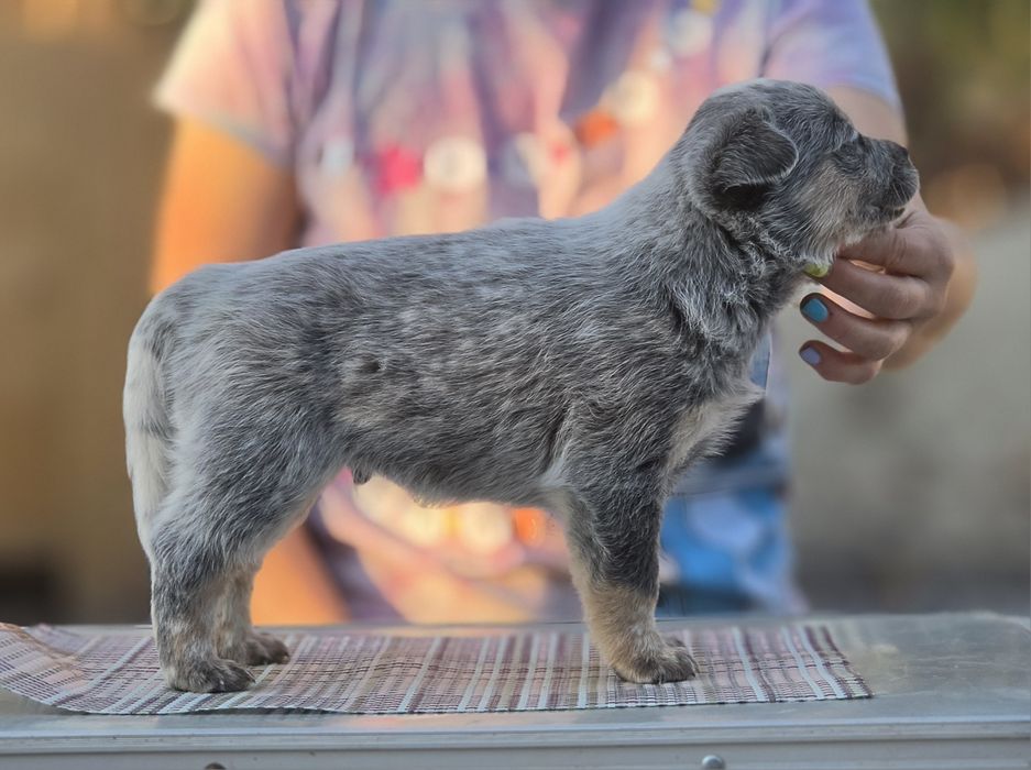 Australian Cattle Dog  - mascul