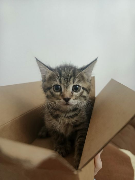 Котята бесплатно
