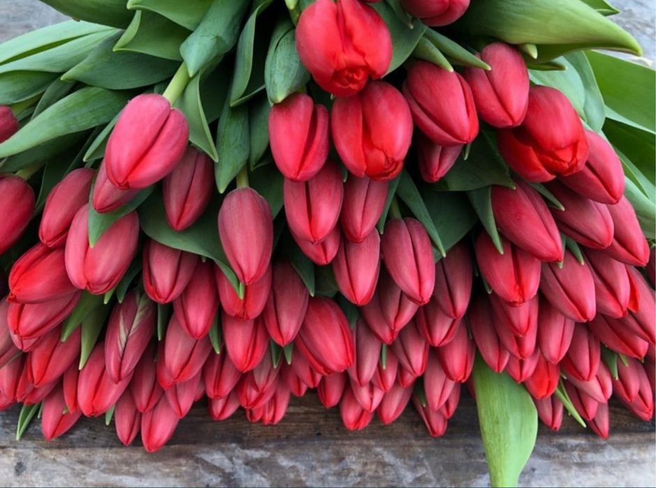 Тюльпаны на 8 марта