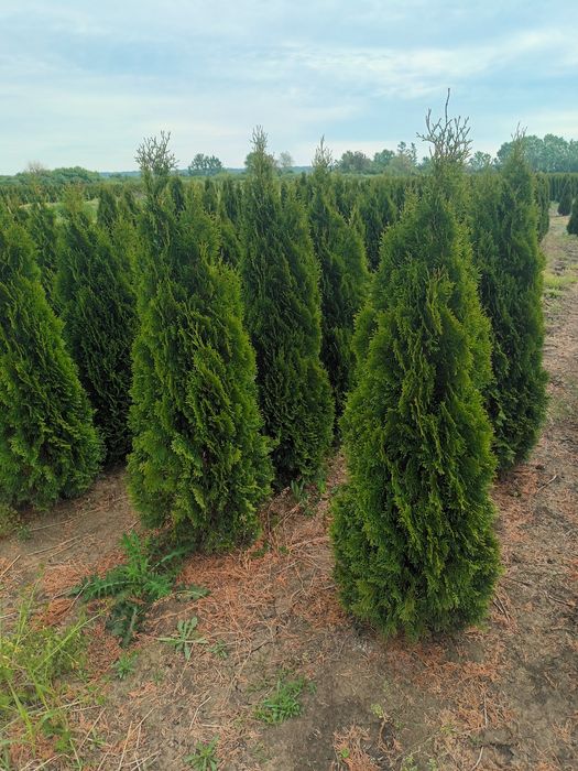 Pepinieră cu tuia aclimatizate  în România