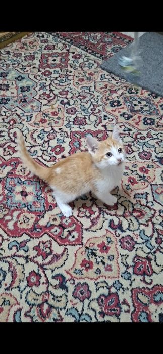 Котенок красавчик Русик в добрые руки!