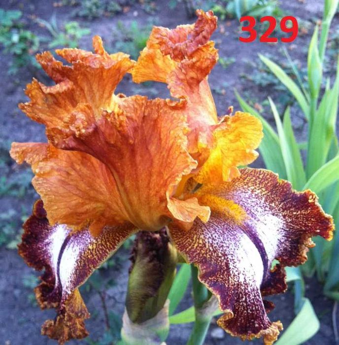 Сортови вискоки ириси /брадати ириси