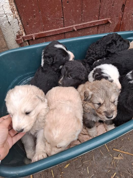 Căței de talie mare