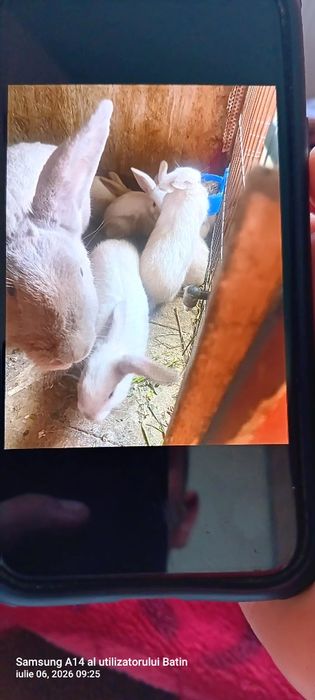 Văd 7 iepurași Secuiesc lila