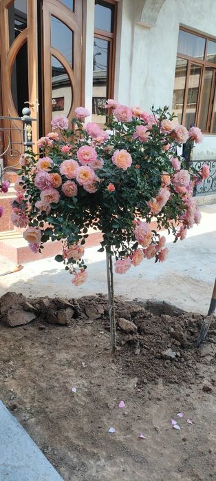 Штаповий роза гуллари