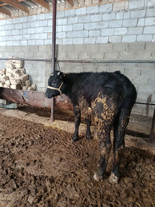 Буқа сатылады аа