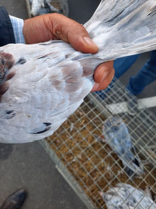 Птица голубы широкохвости