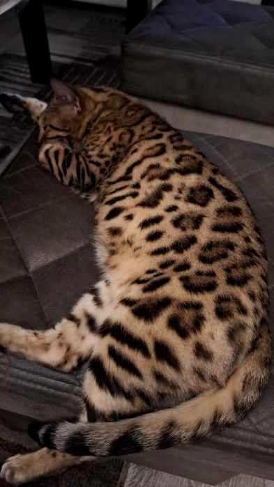 Toza Bengalskiy Qiz Bola Mushuk