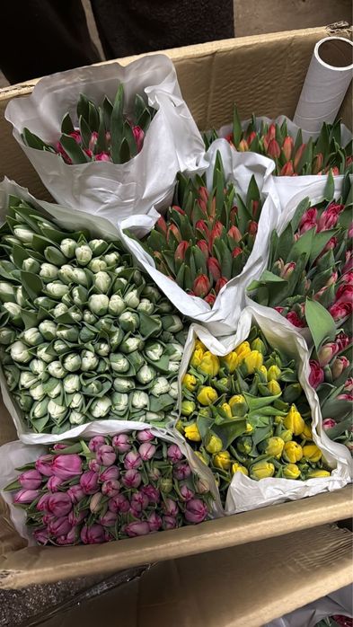 Тюльпаны к 8 Марта