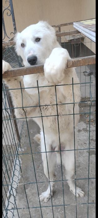 Алабай 8 месяцев