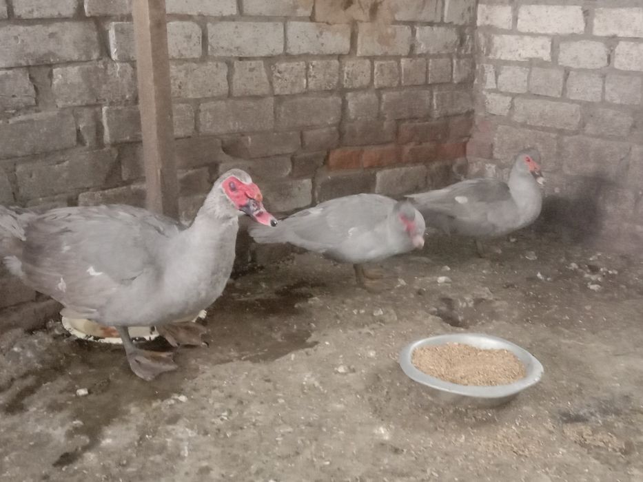 Продам индоуток лаванда две семьи