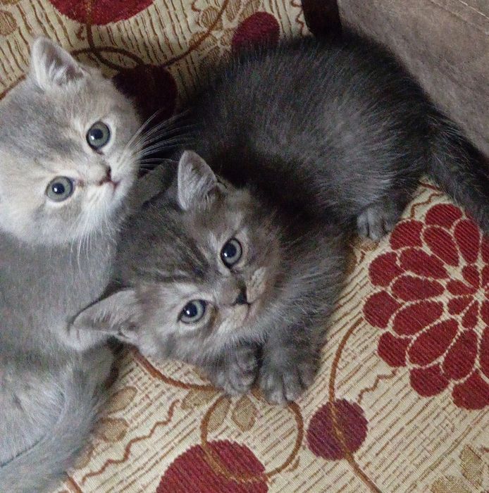 Британские короткошерстные котята