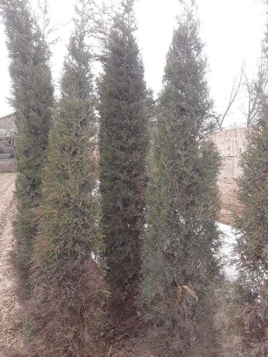 Archa Арча olti yildan o‘tgan