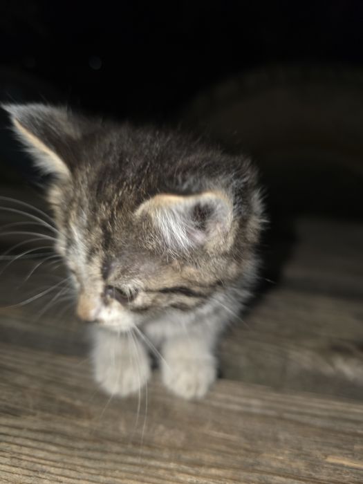 Котята бесплатно