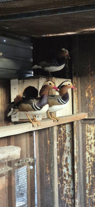 Утки мандаринки.