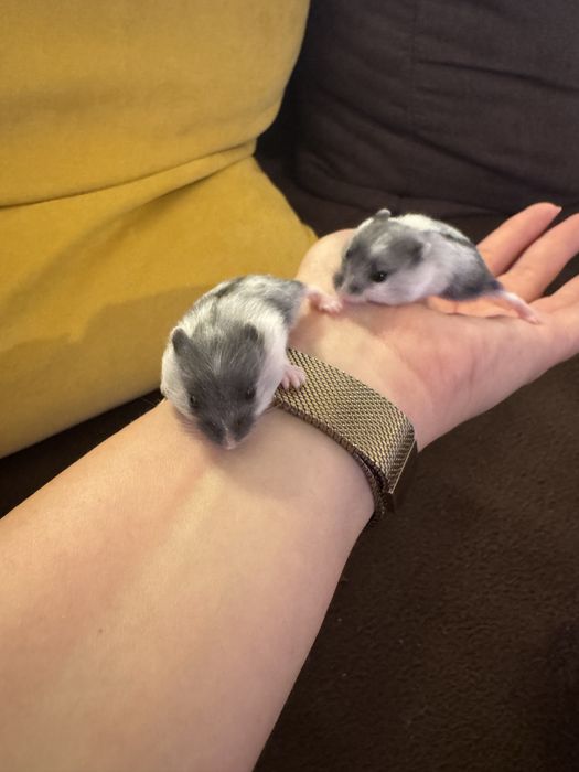 Vand Hamster pitic