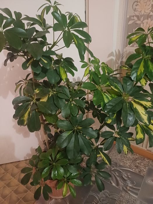 ШЕФЛЕРА  , Алое Вера ,Кализия и Алое