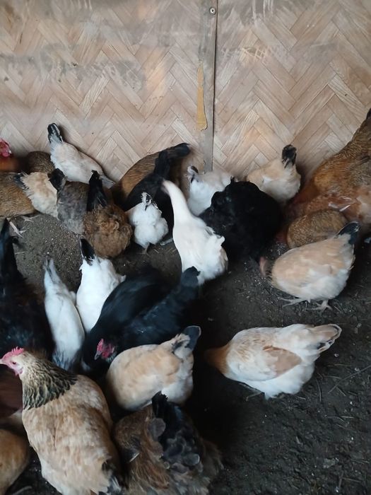 Породистые курыы