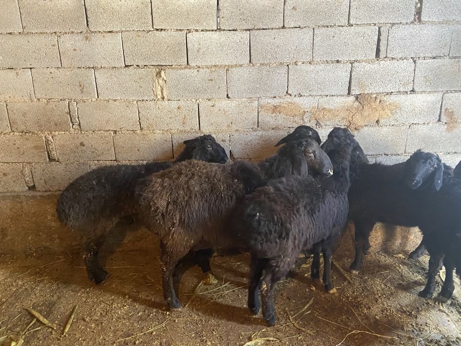 Қошқарлар сатылады