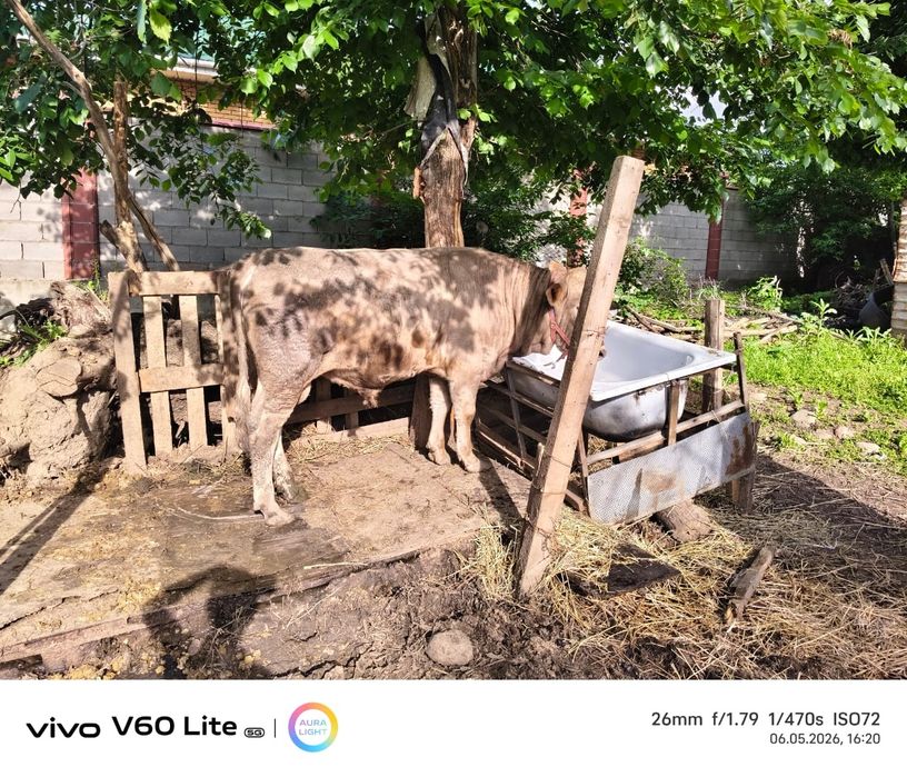 Продам бык на откорме