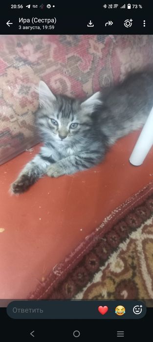 Котята былые... шикарный 2 месяца