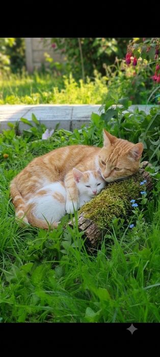 Котенок (16 августа - два месяца))
