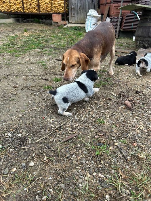 Donez catei de vanatoare