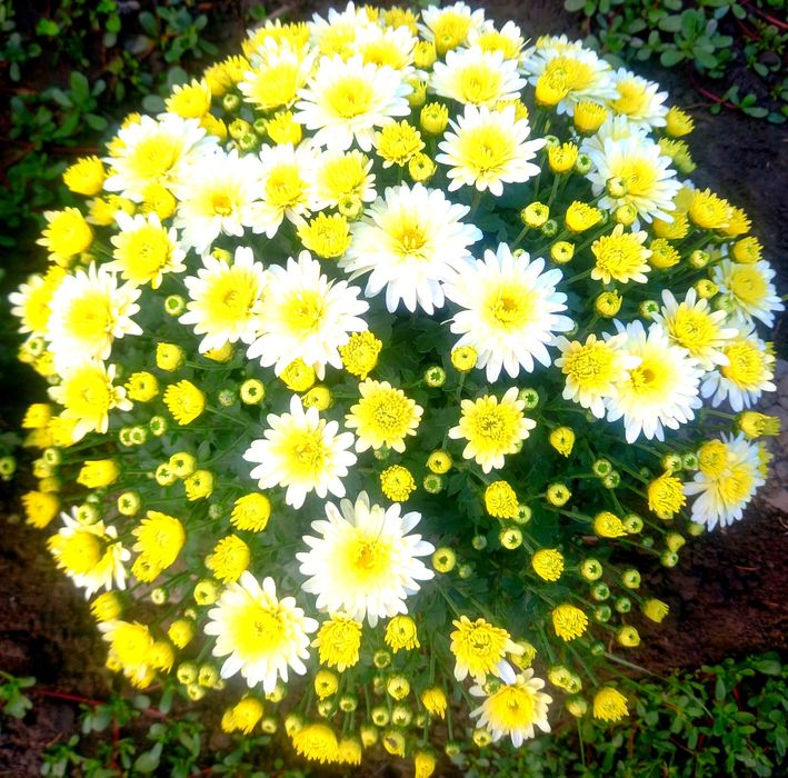 Корейский хризантема.