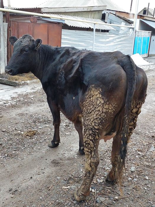 Продам молочную корову