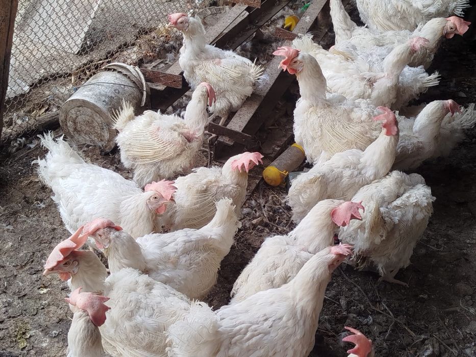 Куры несушки Минорки