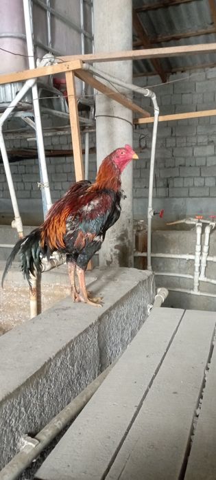 Хўрозлар сотилади товуқлархам