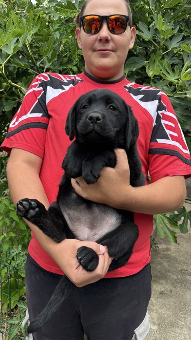 Pui Labrador Retriever