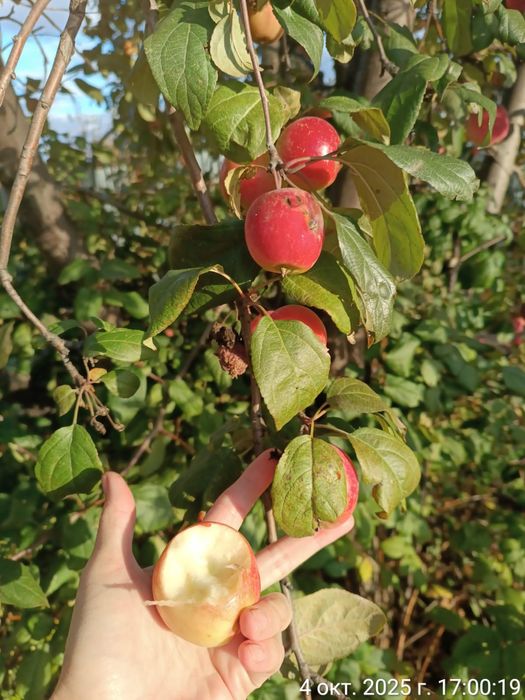 Дача 9 соток "Весна"