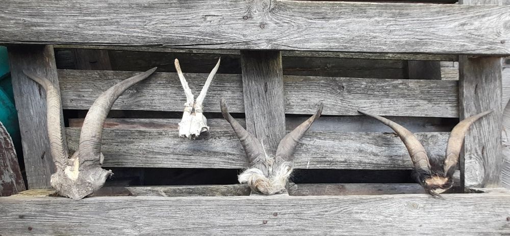 Трофей, рога !!!
