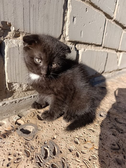 Котята в добрые руки! 5 малышей, мальчики и девочки»