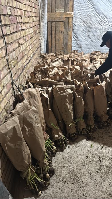 Тюльпаны оптом и в розницу