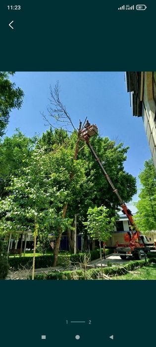 Дарахт кесиш хизмати обрезка деревя спил деревя бензапела услуг daraxt