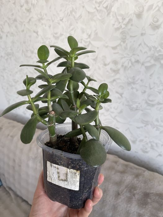 Комнатные цветы Толстянка Аихризон