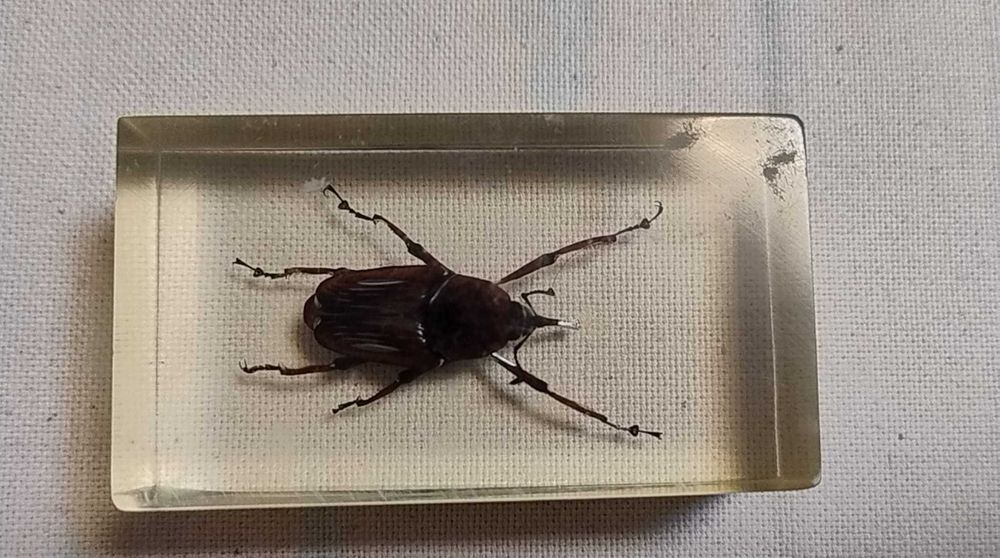 Insecte reale conservate în rășină sintetică - seria de la Deagostini