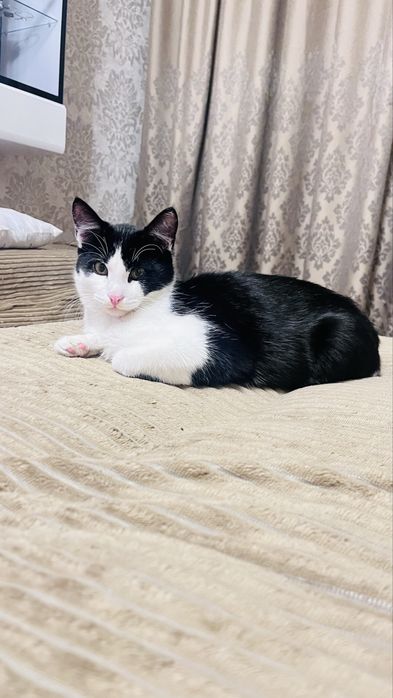 Отдам кота 5 месяцев
