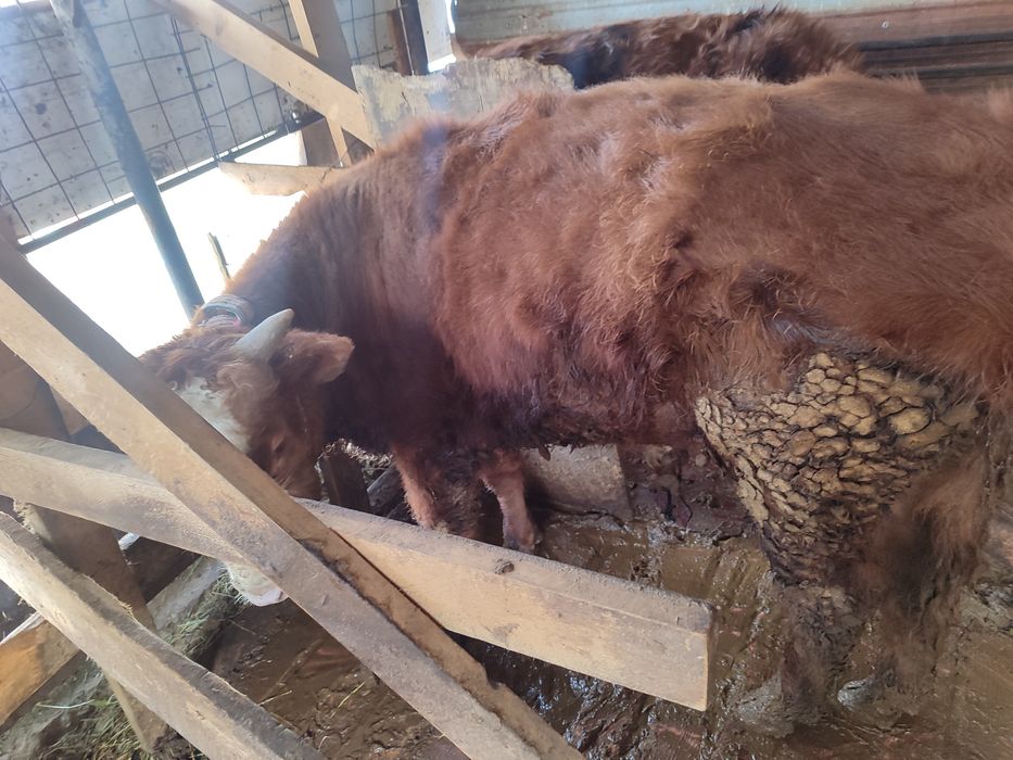 Өгіздер сатылады