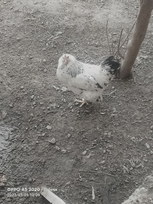 Брама кора жерси мрамор брама тухумлари